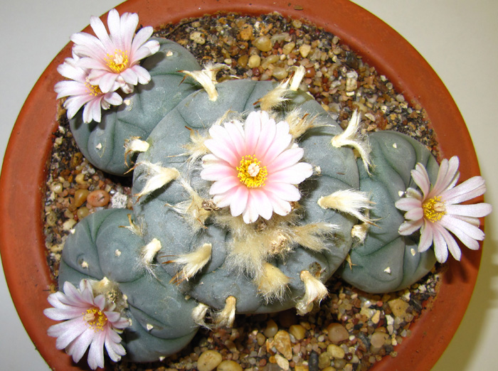 Lophophora Williamsii sp